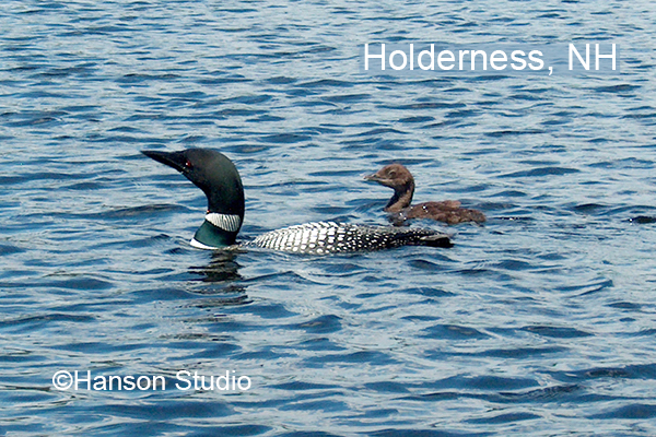 Loon and Chick - with "Holderness, NH"